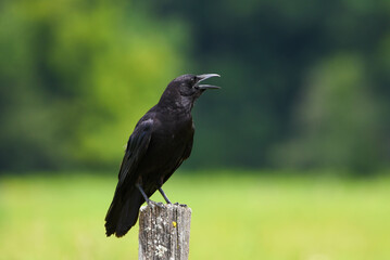raven on a fence