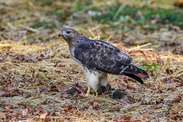 red-tailed hawk hunting squirrel