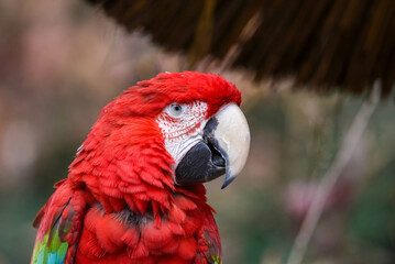 red macaw portrait