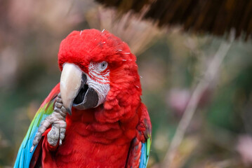 red macaw portrait