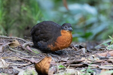 Fototapeta premium Black-backed Wood Quail. Ecuadorinviiriäinen. 010.0043. 