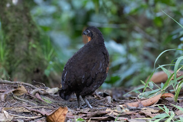 Obraz premium Black-backed Wood Quail. Ecuadorinviiriäinen. 010.0043. 