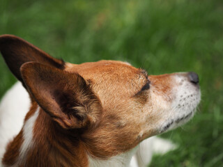 Big ears of a cute Jack Russell Terrier in the garden, ear problems or ear care concept