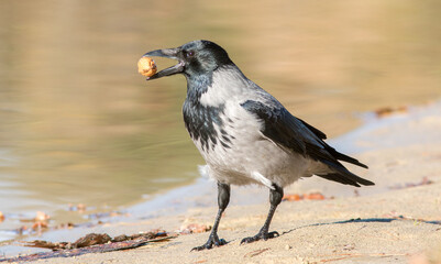 crow on the beach
