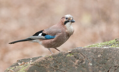 blue jay on a branch