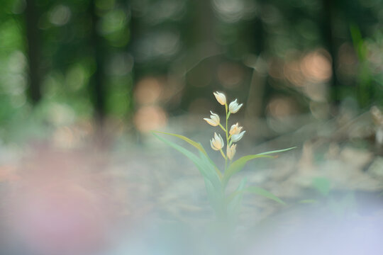 Ethereal Wildflower Blooming in Soft Forest Light
