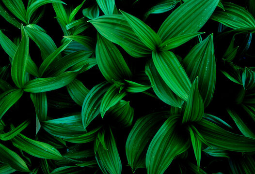 Fototapeta Lush green foliage texture from a top view