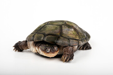 African helmeted turtle, Marsh terrapin // Starrbrust-Pelomedusenschildkröte (Pelomedusa subrufa)