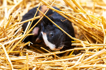 Guinea pig. Mammal and mammals. Land world and fauna. Wildlife and zoology.