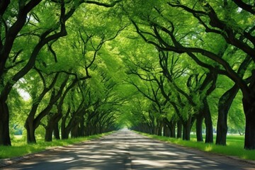 A picture of a road lined with numerous green trees. Suitable for nature, landscape, and travel...