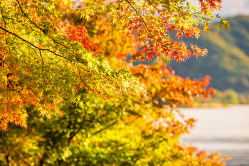 Autumn red and green Japanese maple leaf in garden with sunlight.