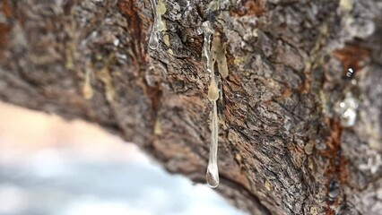 Selective focus on big mastic drops oozes in tears out of the branch of a mastic tree. The resin mastic brightens and twinkles in the sunlight. Beautiful bokeh background. Chios, Greece.