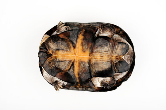 Bauchpanzer der Starrbrust-Pelomedusenschildkr&ouml;te // Plastron of the African helmeted turtle, Marsh terrapin (Pelomedusa subrufa)