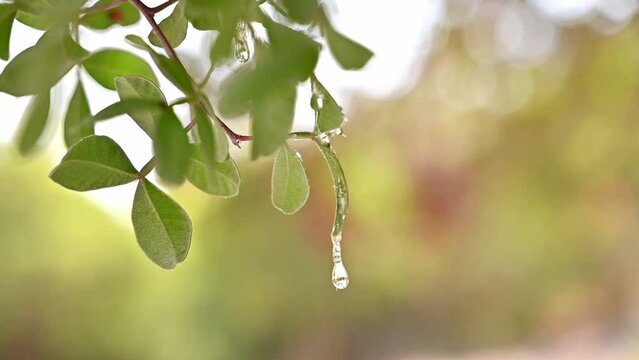 The resin mastic oozes in tears out of the branch of a mastic tree. Drops brightens and twinkles in the sun. Sunlight shining through the foliage with the rays. Selective focus. Chios, Greece.