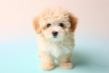 Obraz premium funny Maltipoo puppy dog on a pastel background. ai generative