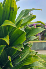 Close-up of a plant with large, green leaves. The leaves are ovate in shape, with a pointed tip and a smooth margin. They are arranged alternately on the stem