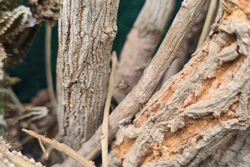Close-up of a tree branch with damaged bark. The bark is cracked and peeling, and there are holes...
