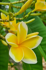 Close-up of a bunch of yellow and white plumeria flowers. The image is well-lit and in focus, with...