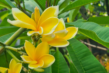 A bunch of yellow and white plumeria flowers growing on a tree. Plumeria flowers are characterized...
