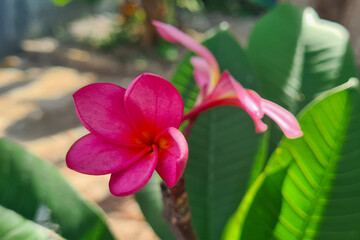 Close-up of a plumeria blossom, a tropical flower known for its delicate petals, vibrant colors, and sweet fragrance. The flower is a soft pink color, with a yellow center that is covered in pollen