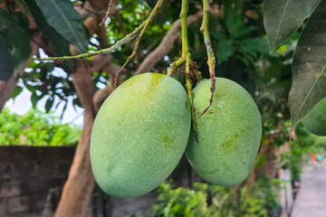 The mangoes are green in color and have a slightly curved shape, hanging from a branch of a mango tree. The leaves of the mango tree are green and have a serrated edge