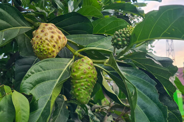 Close-up of a noni fruit on a tree. Noni fruit is a tropical fruit that is native to Southeast Asia...