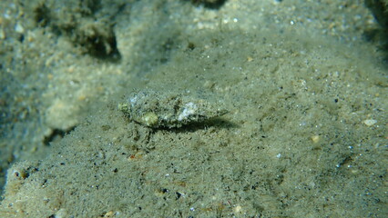 Sea snail Common cerith or European cerith (Cerithium vulgatum) undersea, Aegean Sea, Greece, Halkidiki
