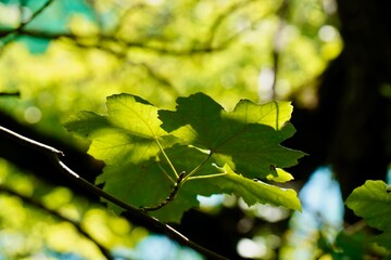 Ein grünes Blatt als kleiner Teil eines großen Baums