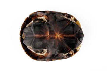 Bauchpanzer der Starrbrust-Pelomedusenschildkröte // Plastron of the African helmeted turtle, Marsh terrapin (Pelomedusa subrufa)