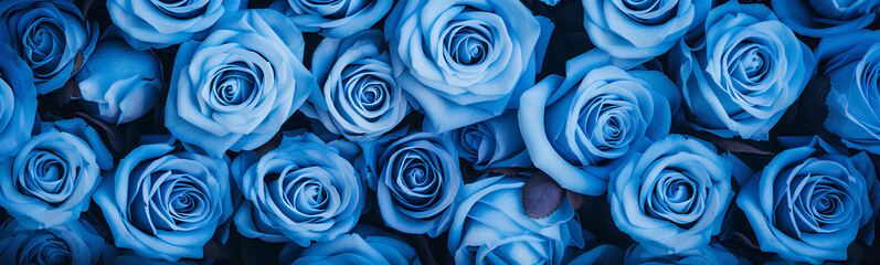 Blue roses background. Beautiful flowers for valentine's day. Colorful background.