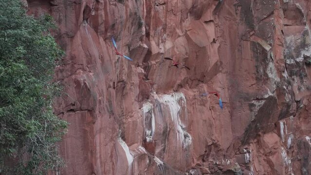 flock of red and green macaw, Ara chloropterus, also green winged macaw, flying through the deep gorge of the Buraco das Araras in Brazil.