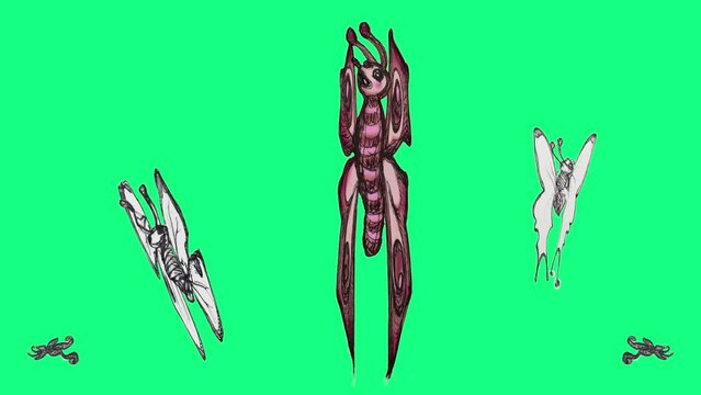 hand drawn animation loop of cute butterflies over green screen