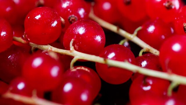 fresh red currants in a close up video 4k 25fps