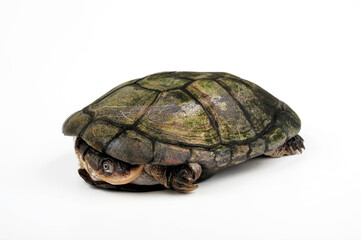 Obraz premium African helmeted turtle, Marsh terrapin // Starrbrust-Pelomedusenschildkröte (Pelomedusa subrufa)