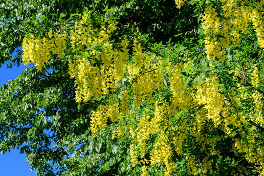 Tree with many yellow flowers and buds of Laburnum anagyroides, the common laburnum, golden chain or golden rain, in full bloom in a sunny spring garden, beautiful outdoor floral background.