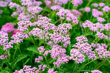 Obraz premium Close up of beautiful vivid pink magenta flowers of Achillea millefolium plant, commonly known as yarrow, in a garden in a sunny summer day.