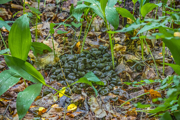 animal feces in the wild