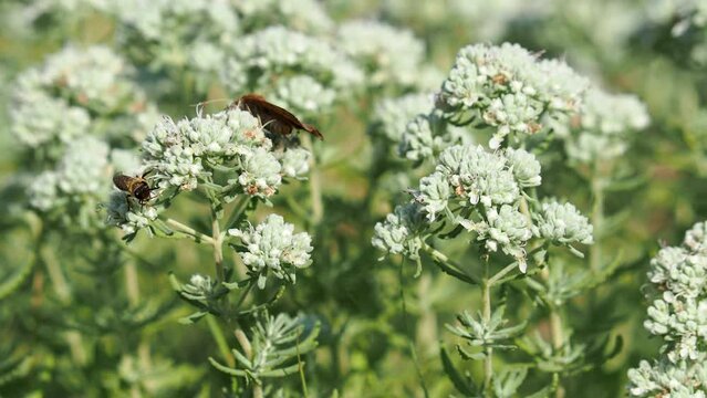 Moth and wild bee collecting nectar on felty germander flowers
