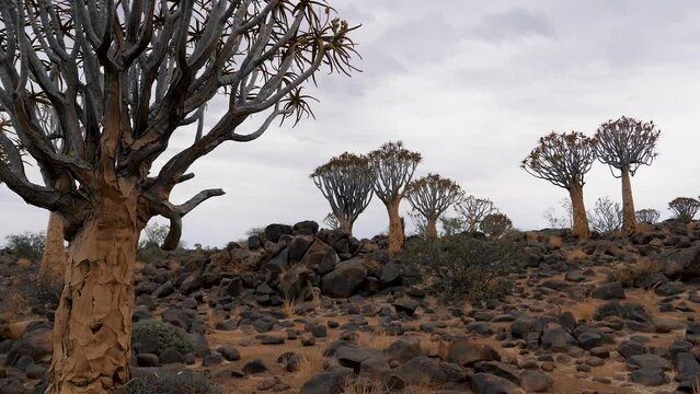 Quiver tree on rocks stones hill with sprouts of seeds and flowers near Keetmanshoop in Namibia. Travel to african wild nature
