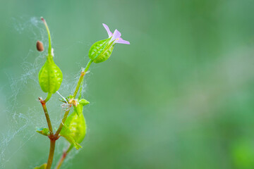 Beautiful flower of Geranium Lucidum or mountain geranium with very out of focus natural background, commonly known as Robert-grass, red oak, death comes fast, stork, fox geranium.