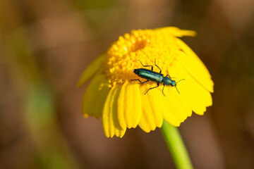 Malachius bipustulatus, the malachite beetle, is a species of soft-winged flower beetles belonging to the family Melyridae subfamily