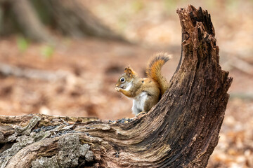 American red squirrel (Tamiasciurus hudsonicus) known as the pine squirrel, North American red squirrel and chickaree.