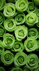 Green roses background. Beautiful flowers for valentine's day. Colorful background.
