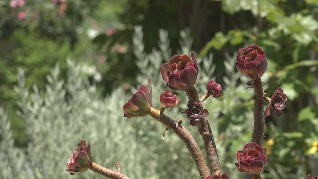 Purple Aeonium arboreum succulent plant growing in Mediterranean garden
