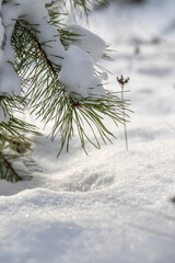 Green branches of fir trees in the snow, winter.