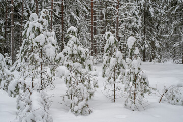 Beautiful young spruce trees covered with snow. Christmas trees in nature. Green spruce close-up. Selective focus, blurred background. Taevaskoda, Estonia.