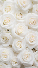 White roses background. Beautiful flowers for valentine's day. Colorful background.