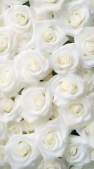 White roses background. Beautiful flowers for valentine's day. Colorful background.