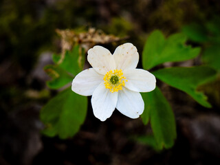 Wood anemone in the forest 