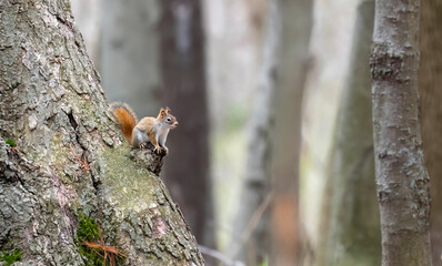 American red squirrel (Tamiasciurus hudsonicus) known as the pine squirrel, North American red squirrel and chickaree.